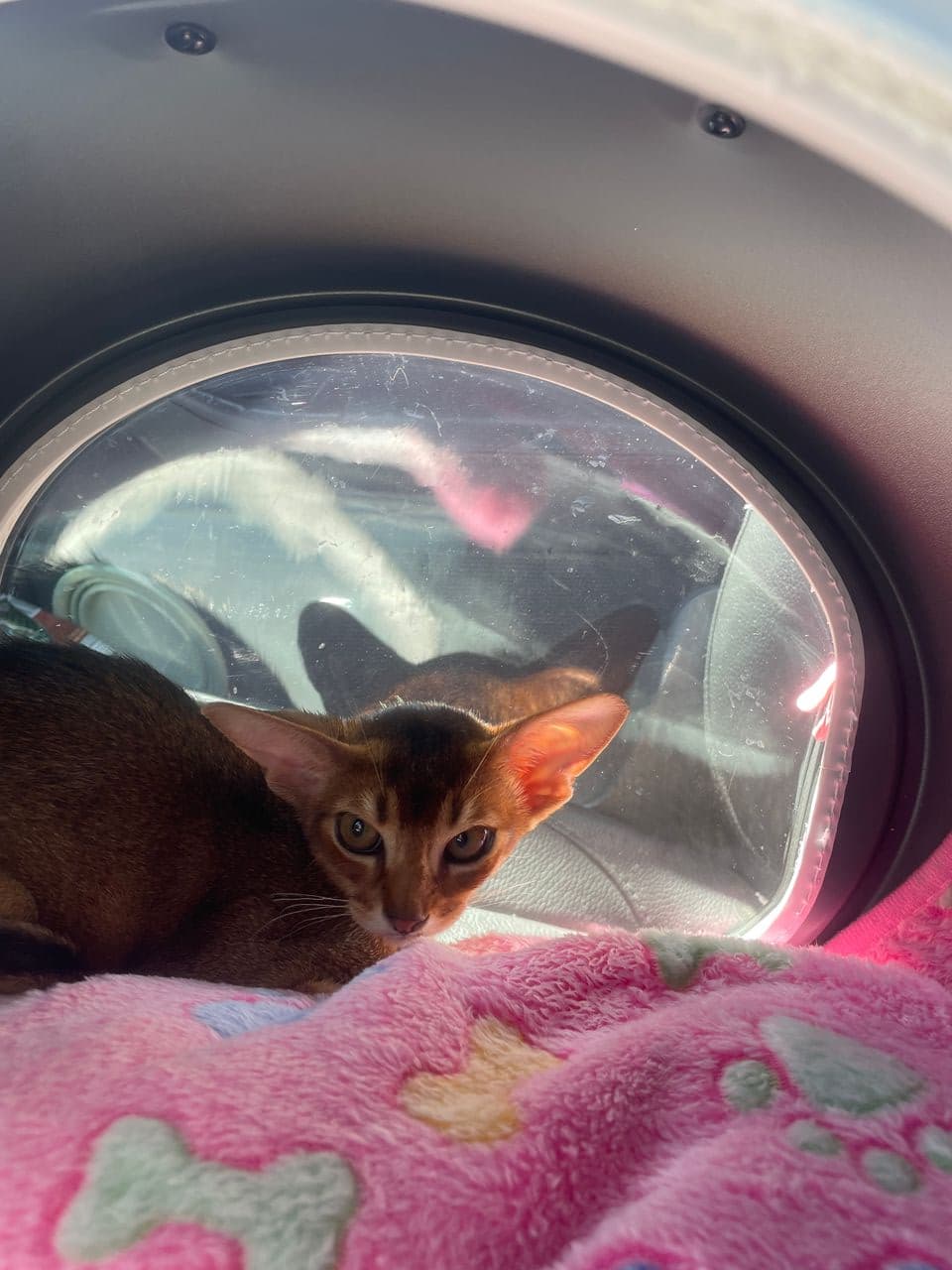 Pet travel photo 3
