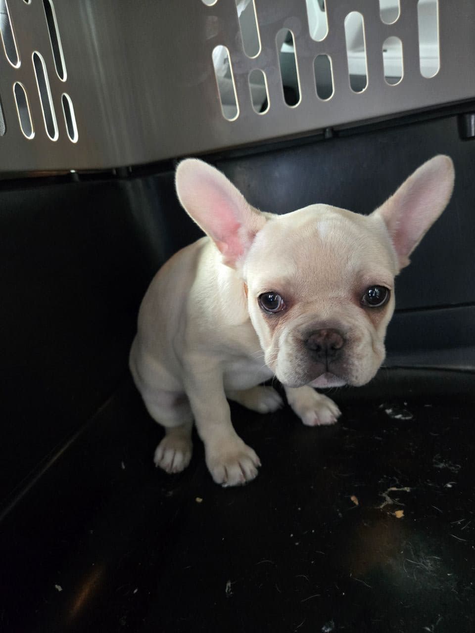 Pet travel photo 4