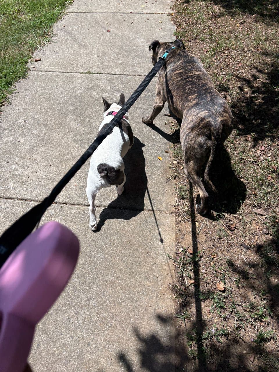 Pet travel photo 5