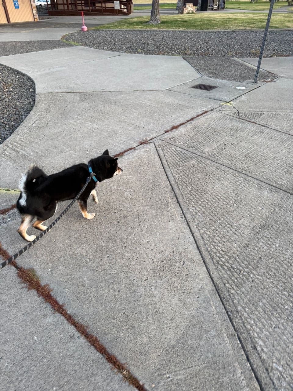 Pet travel photo 5