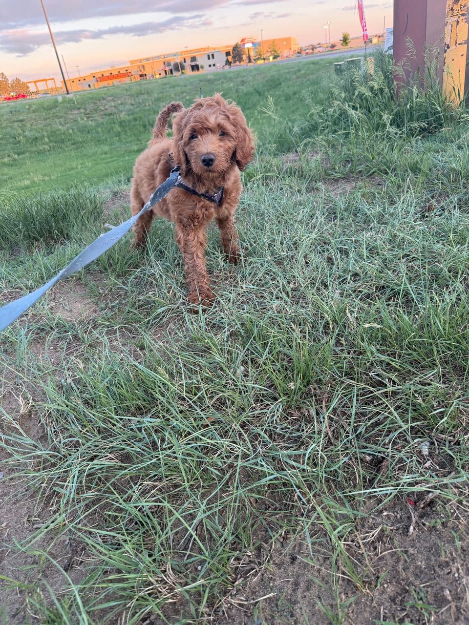 Pet travel photo 2