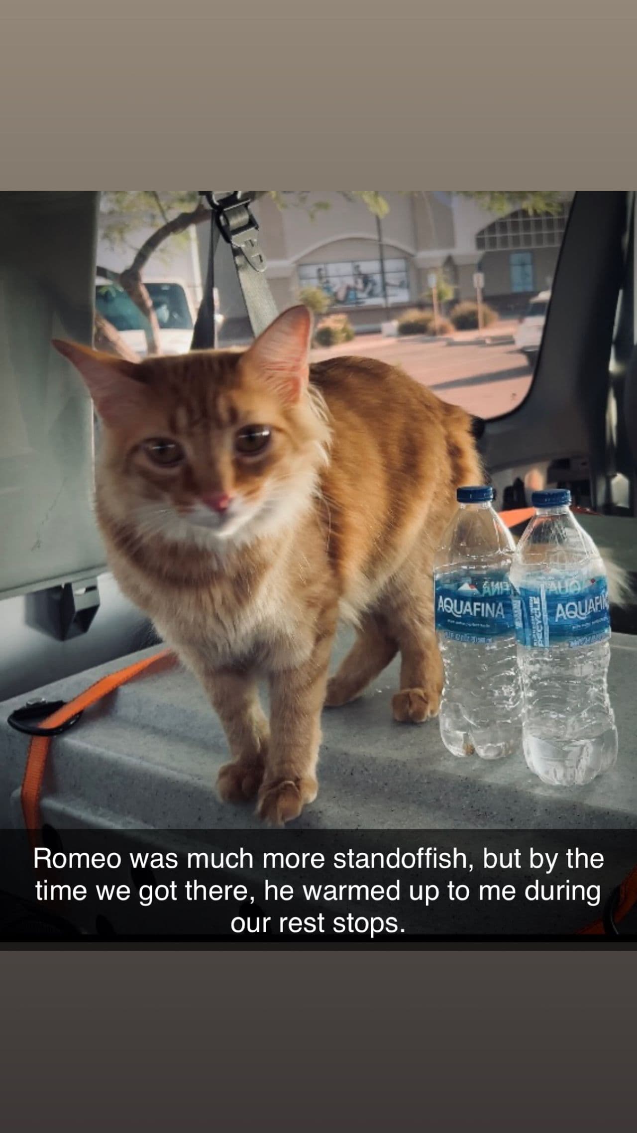 Pet travel photo 4