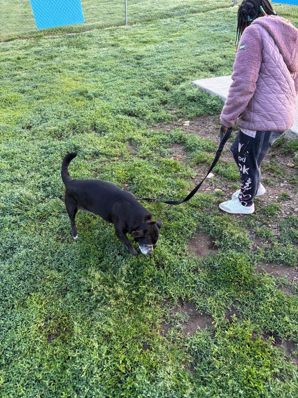 Pet travel photo 3