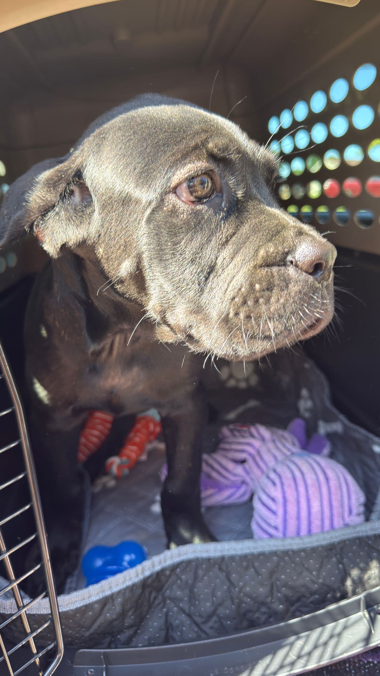 Pet travel photo 1
