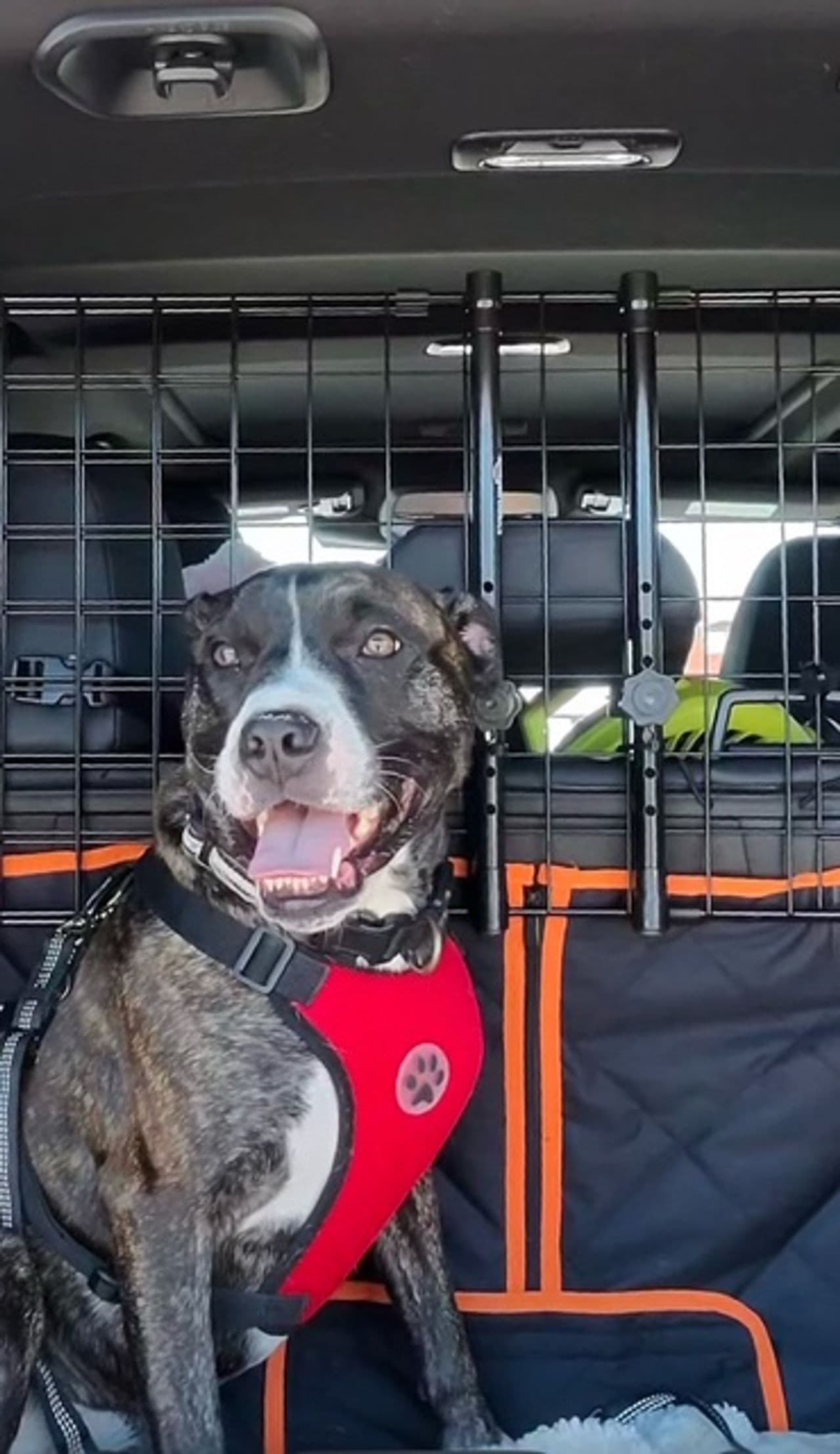 Pet travel photo 4