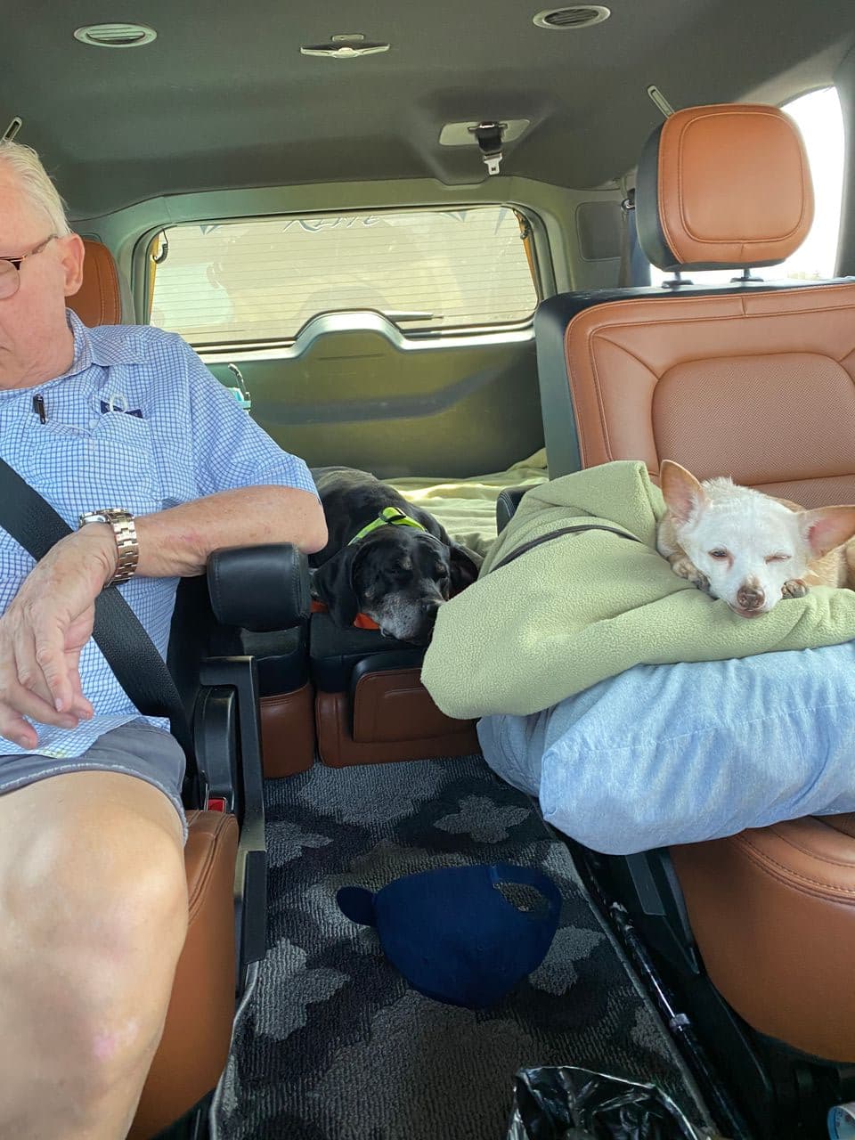 Pet travel photo 6