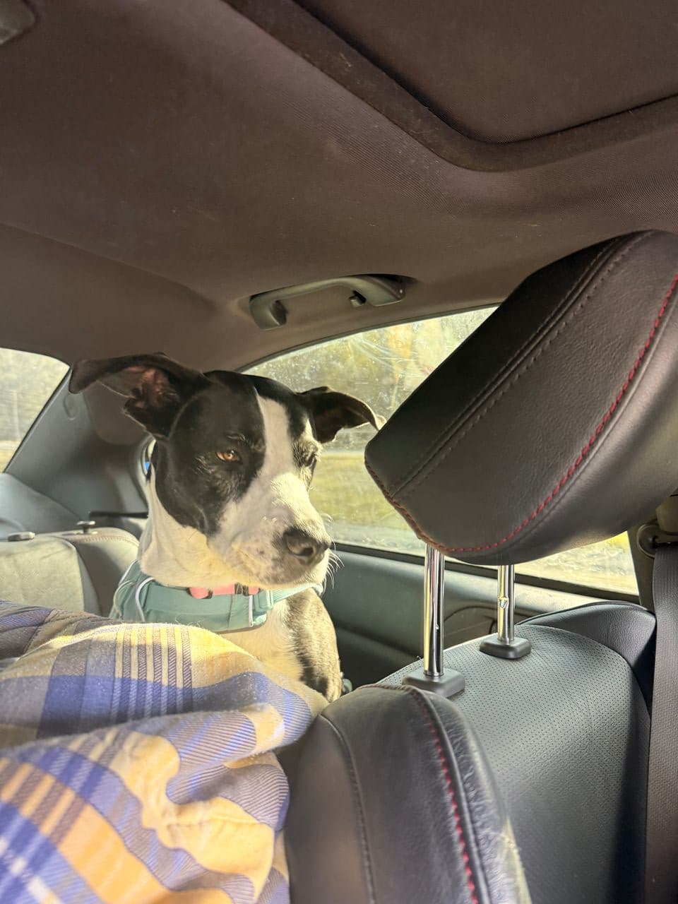 Pet travel photo 5