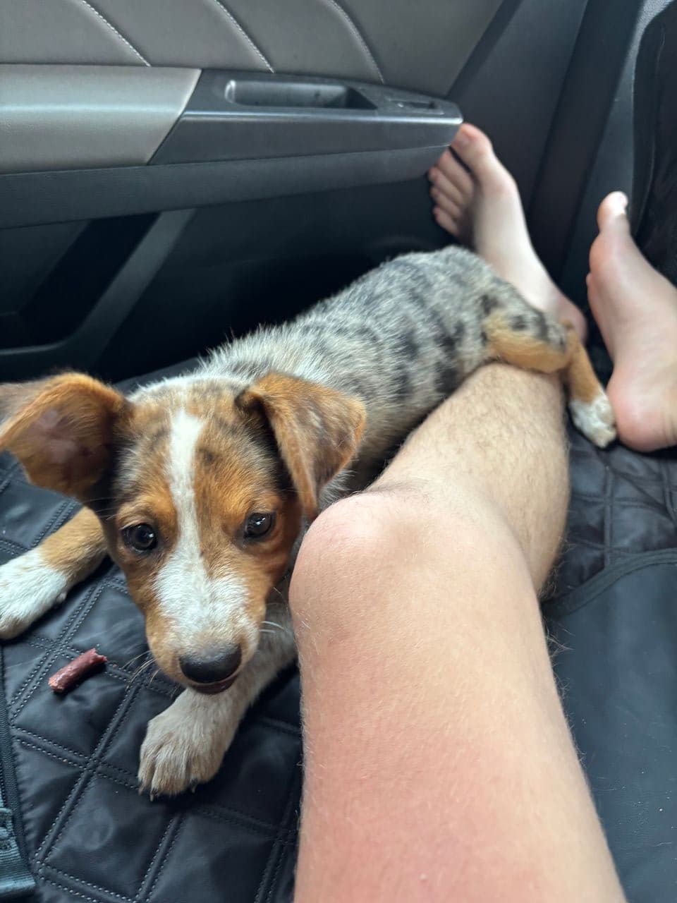 Pet travel photo 3