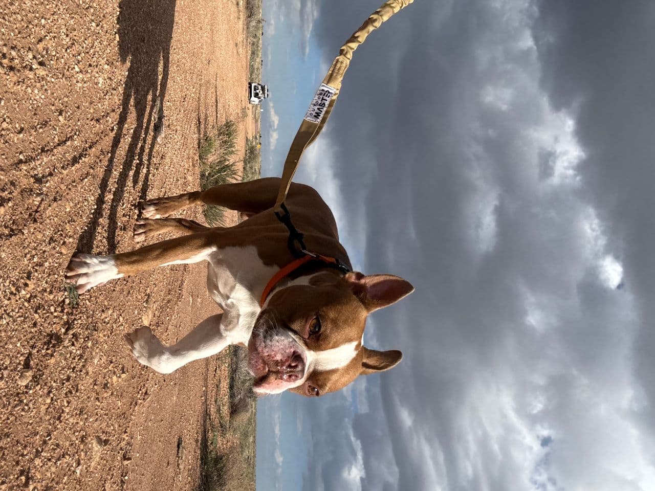 Pet travel photo 5