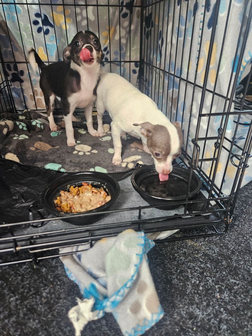 Pet travel photo 2