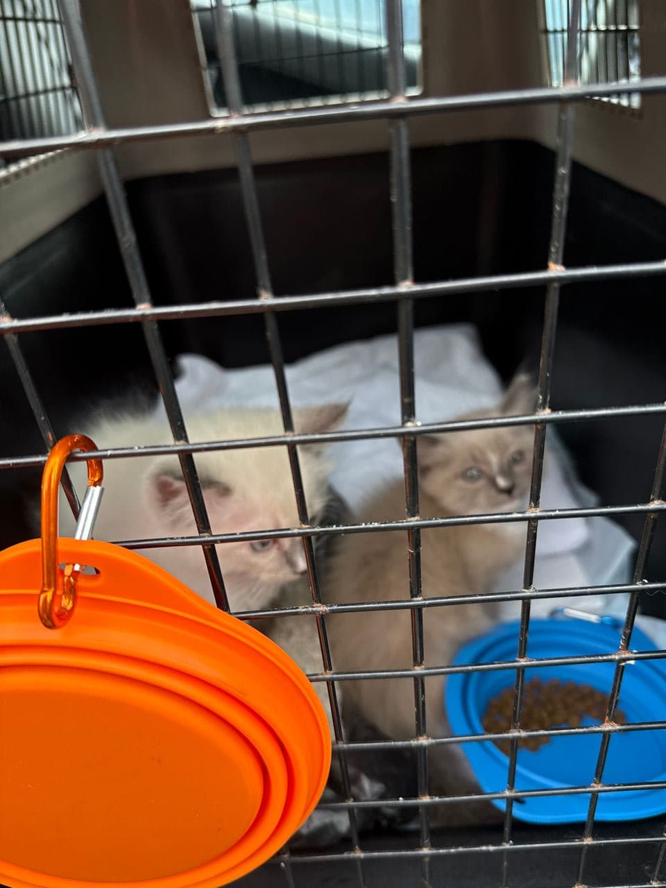 Pet travel photo 2