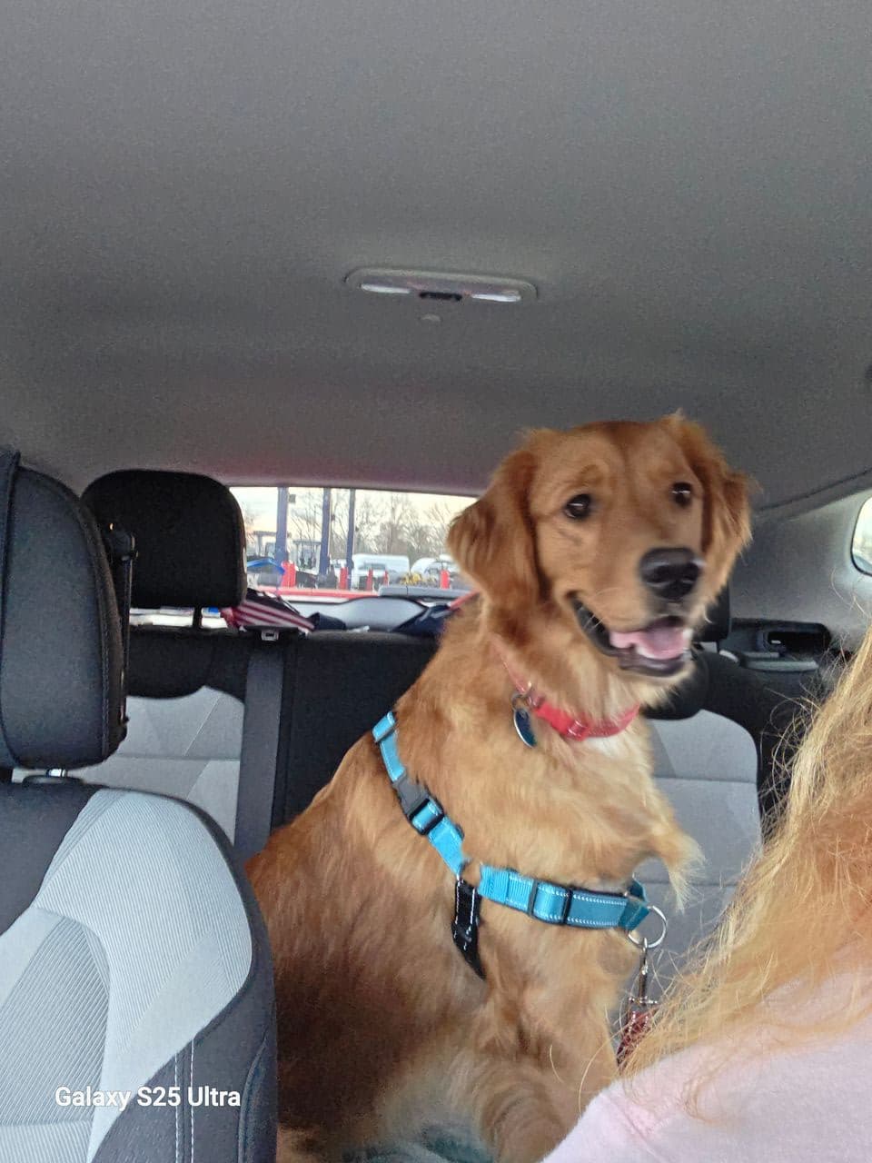 Pet travel photo 2
