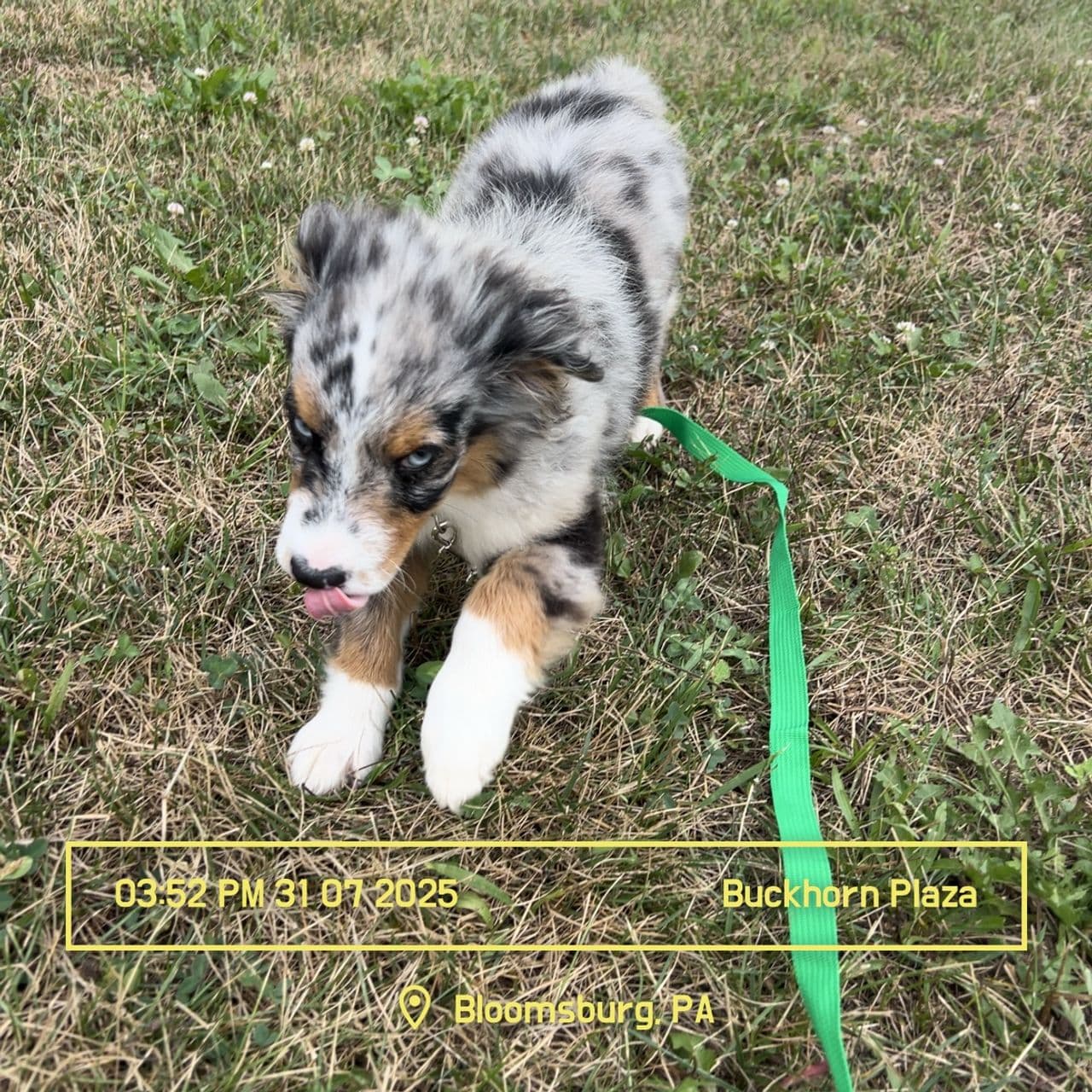 Pet travel photo 5