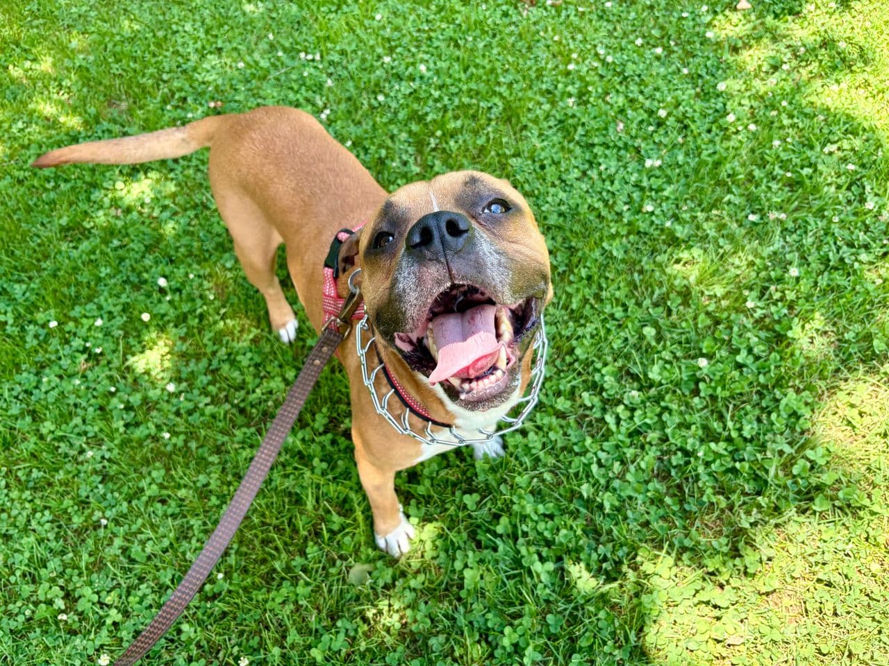 Pet travel photo 2