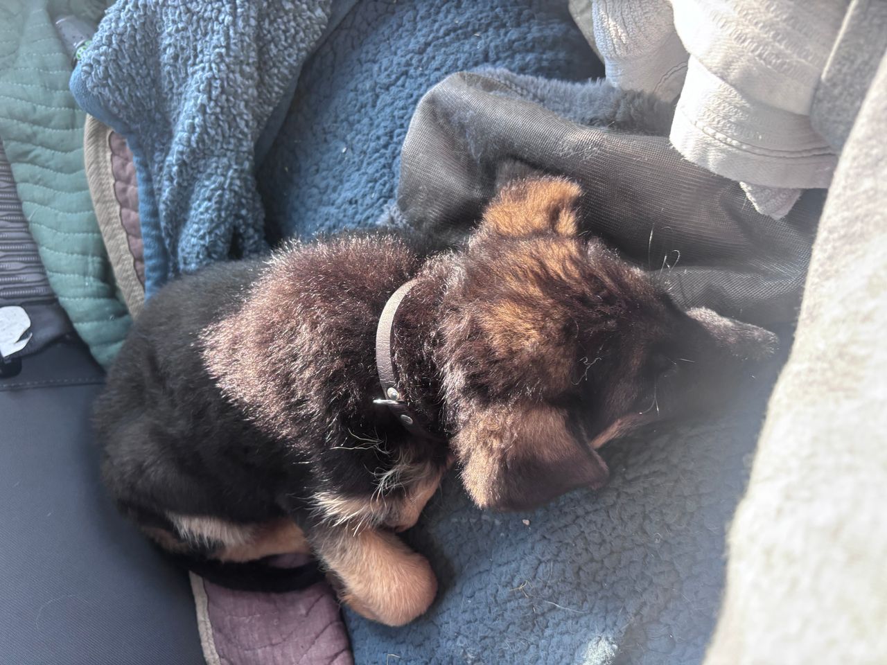 Pet travel photo 4