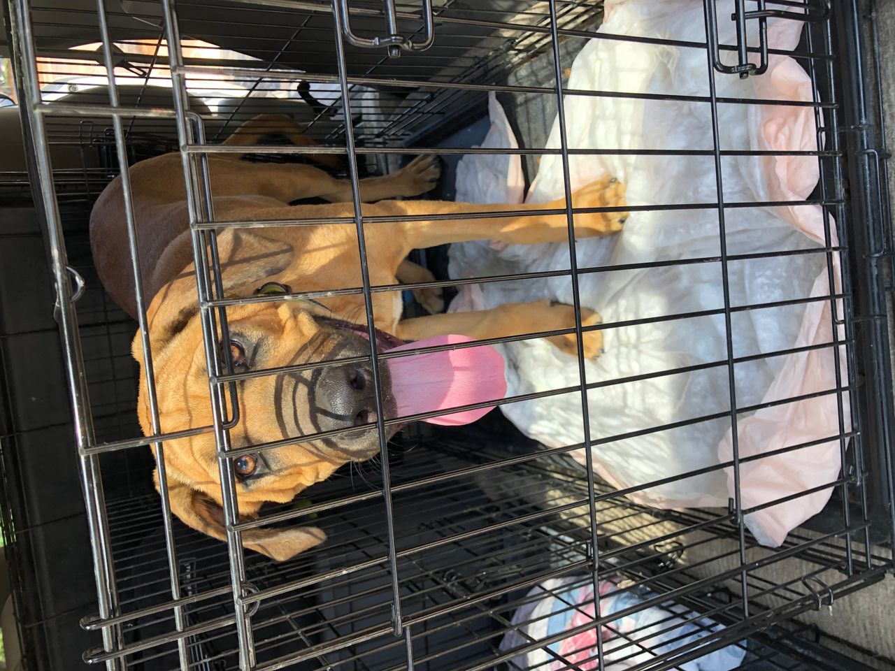 Pet travel photo 4