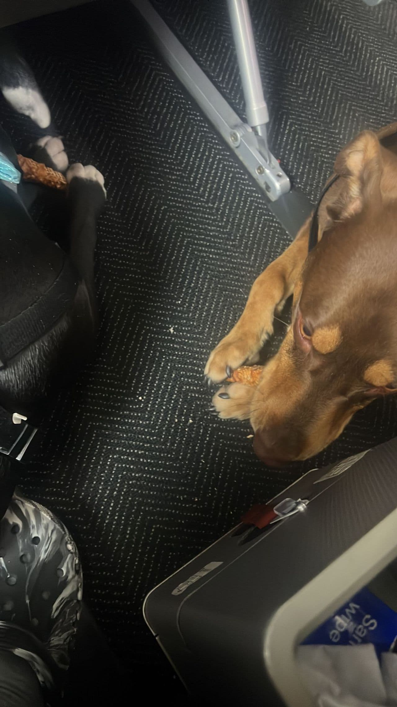 Pet travel photo 3