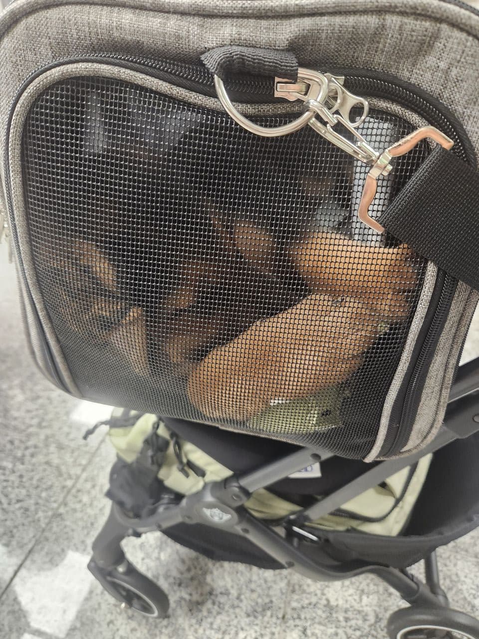 Pet travel photo 1