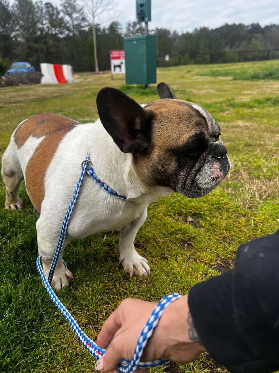Pet travel photo 4