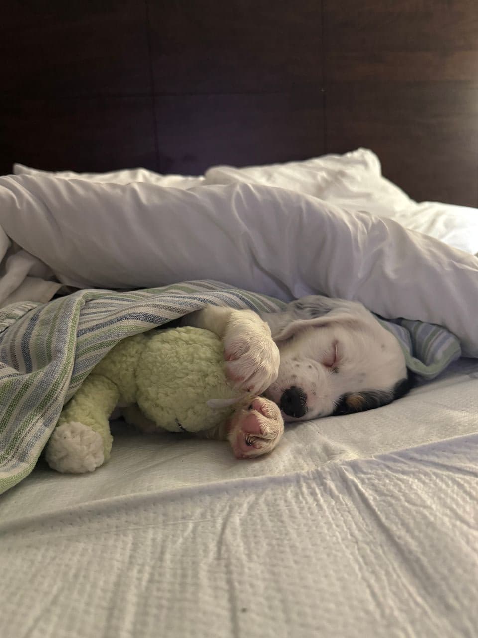 Pet travel photo 6