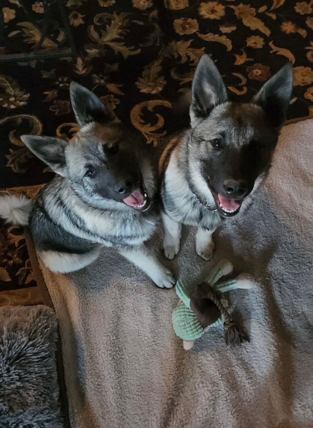 Pet travel photo 3