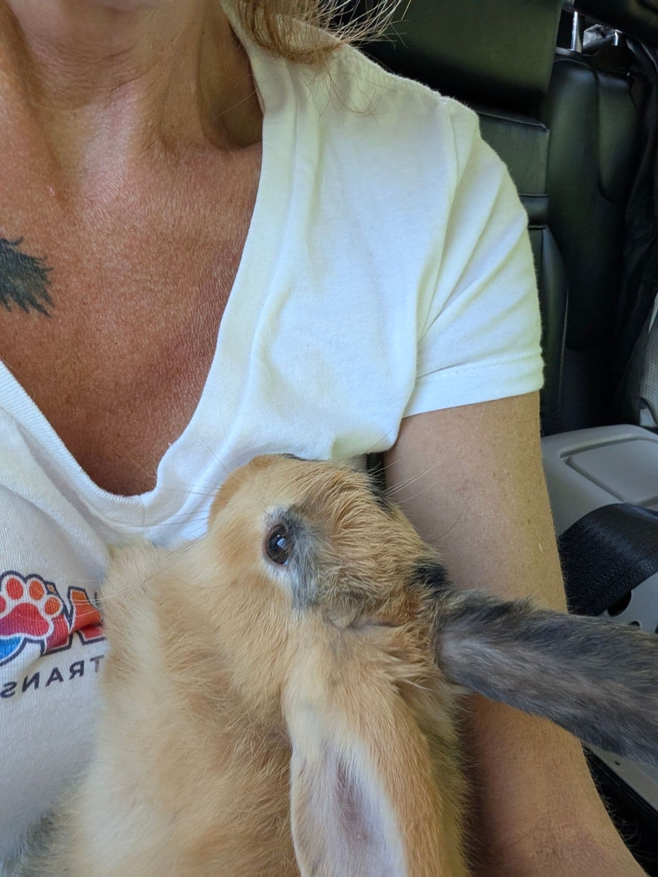 Pet travel photo 2