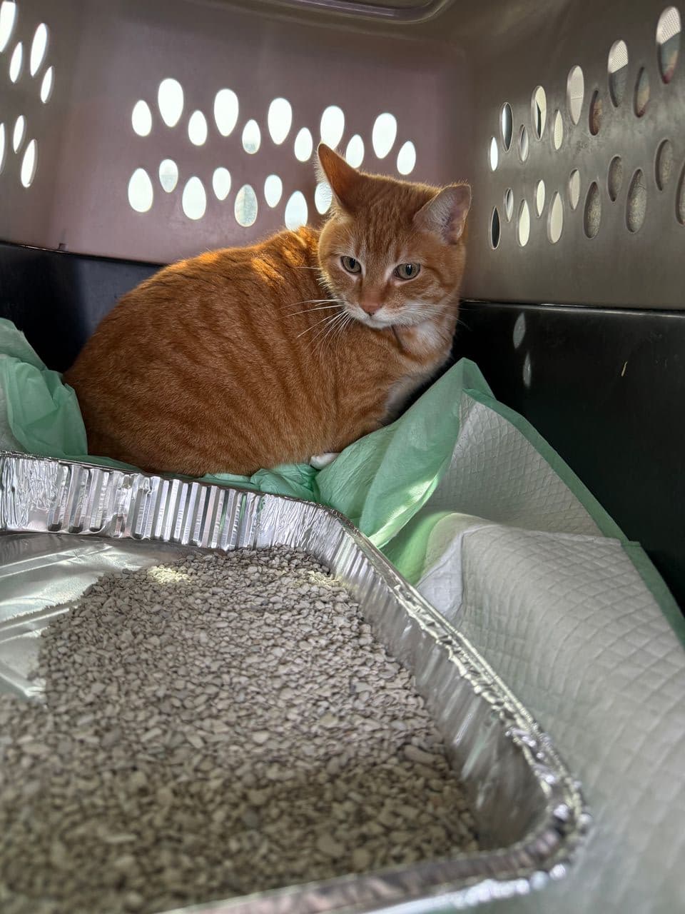 Pet travel photo 3