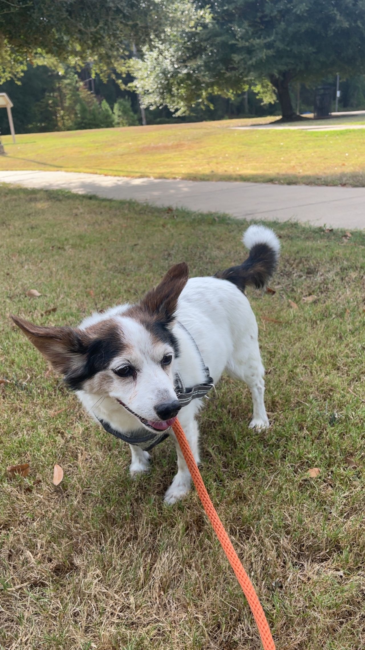 Pet travel photo 3