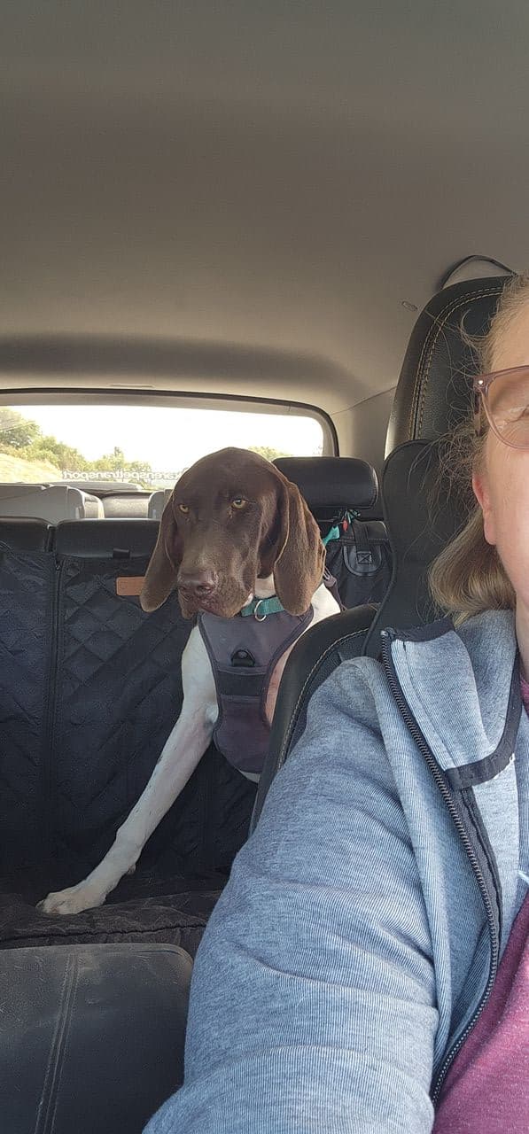 Pet travel photo 2