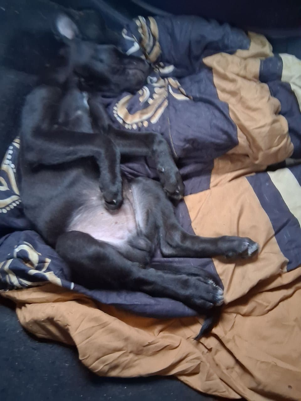 Pet travel photo 3