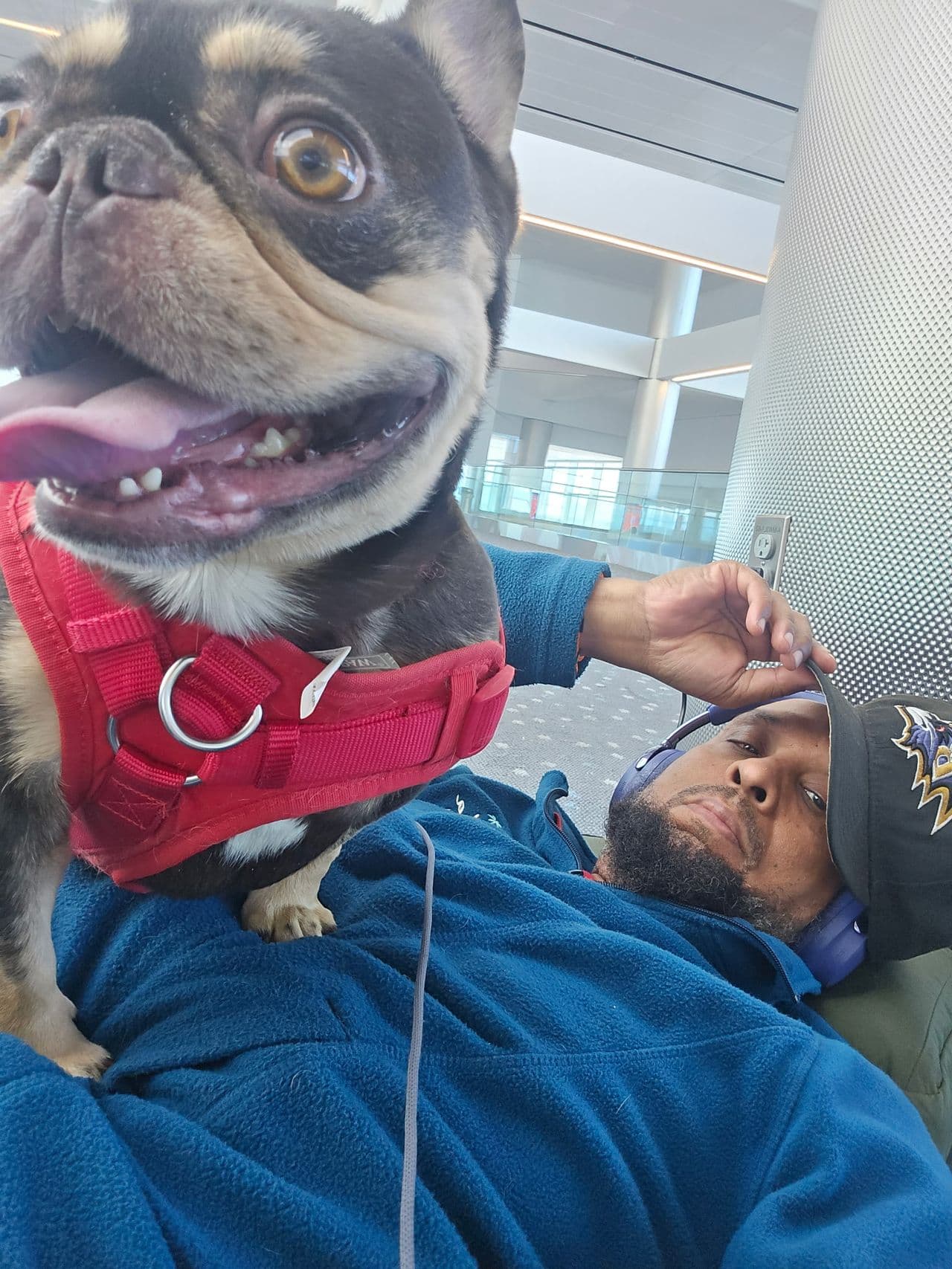 Pet travel photo 5