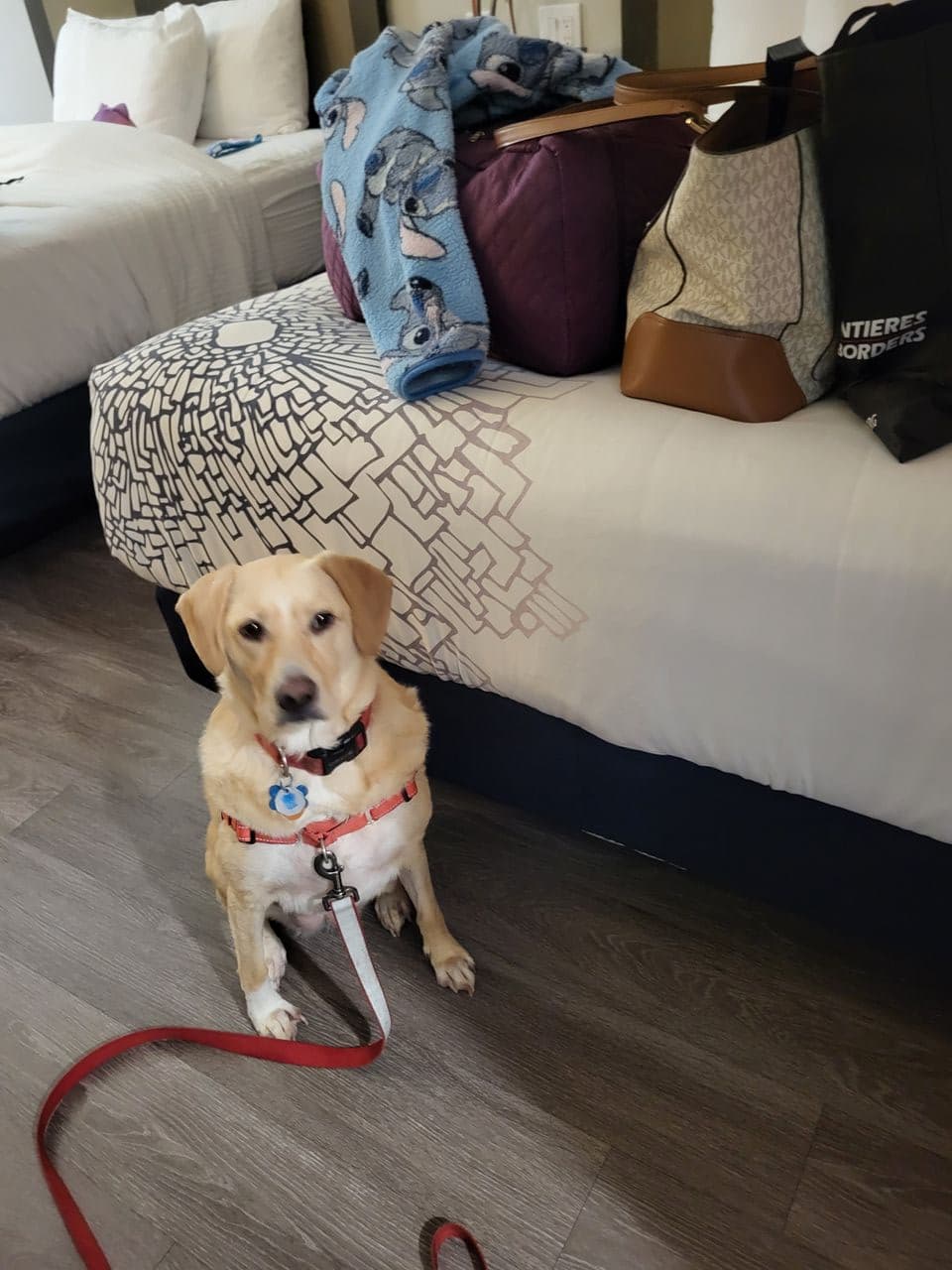 Pet travel photo 6