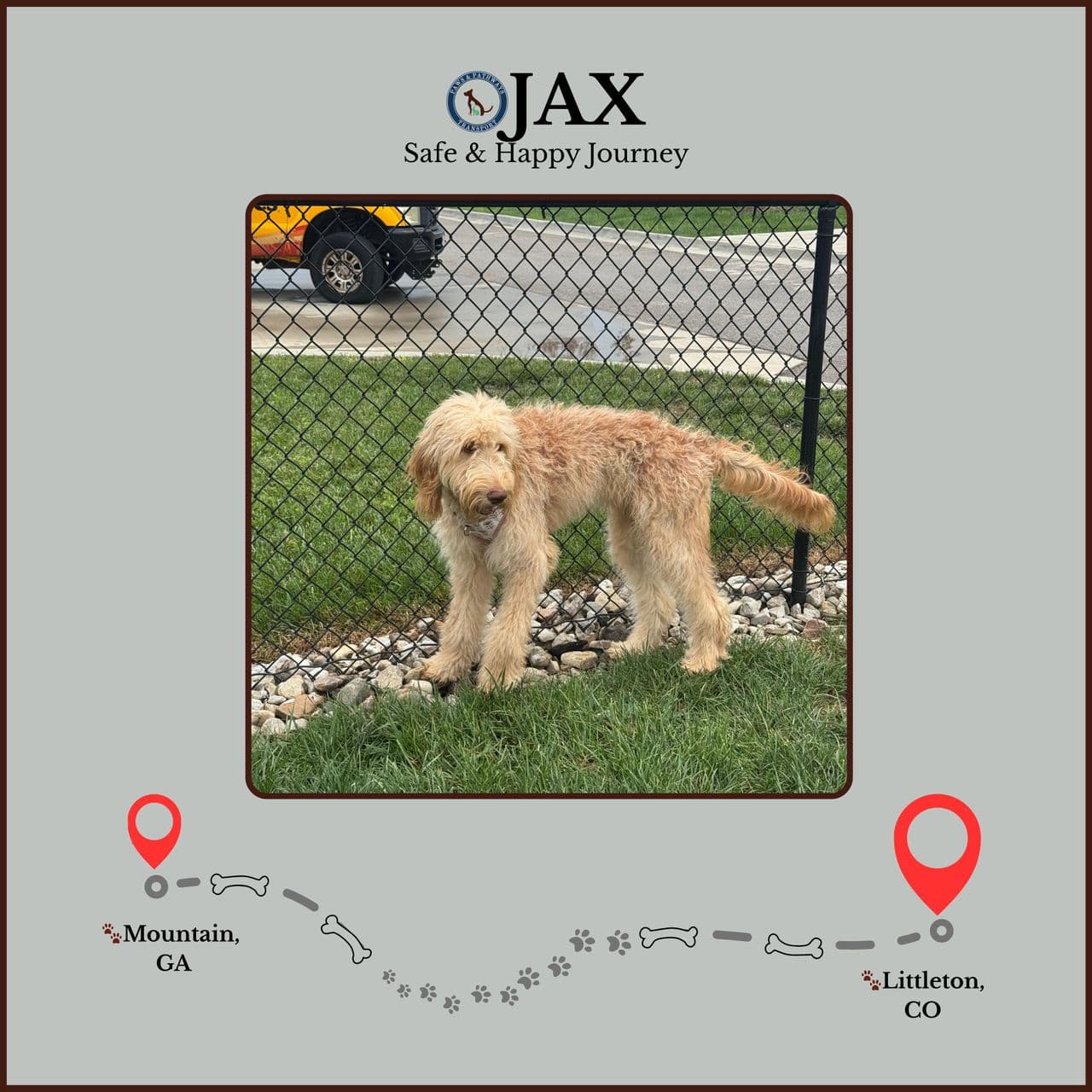 Pet travel photo 3