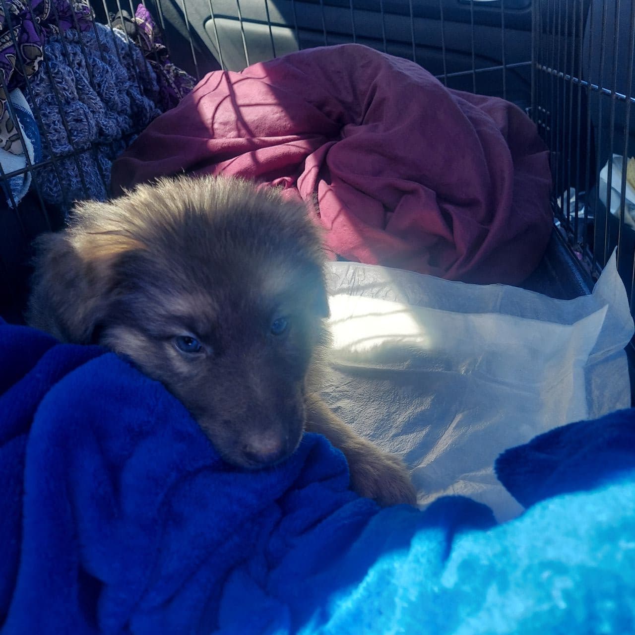 Pet travel photo 5