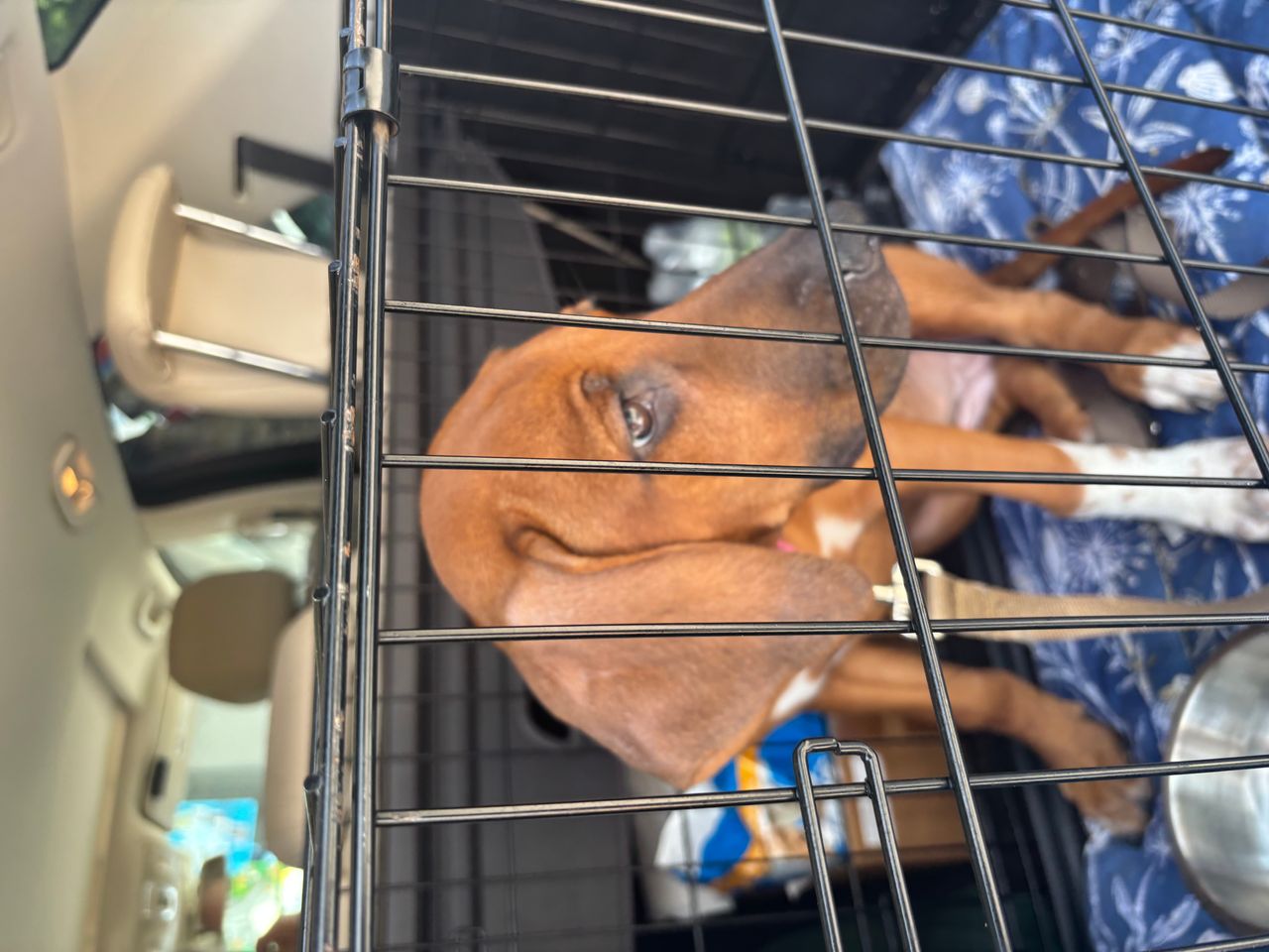 Pet travel photo 5