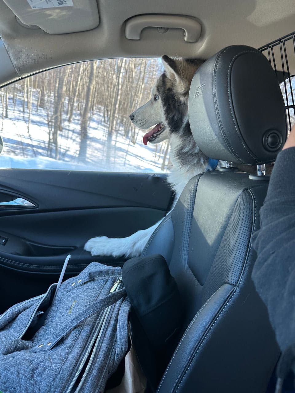 Pet travel photo 3