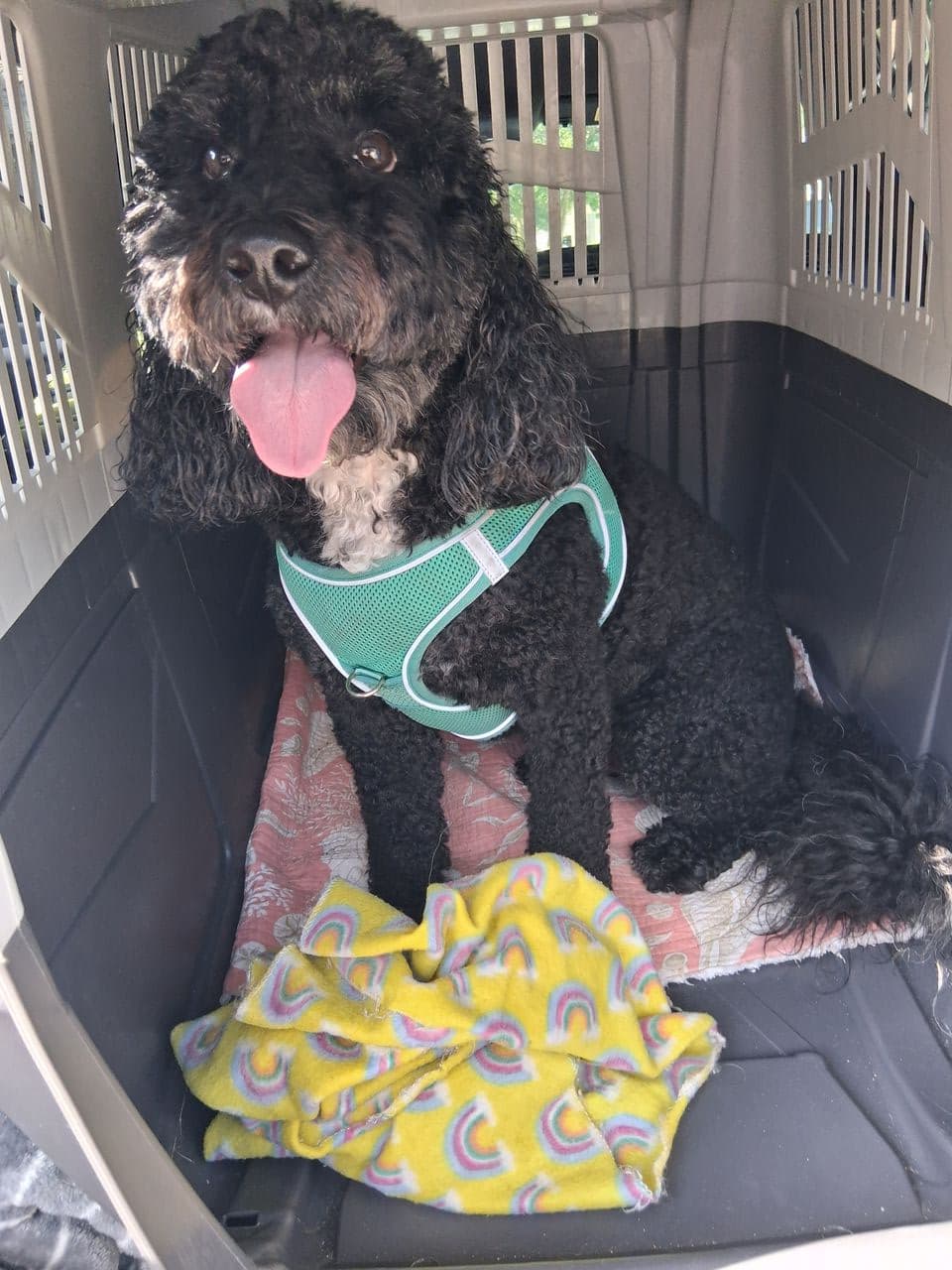Pet travel photo 1