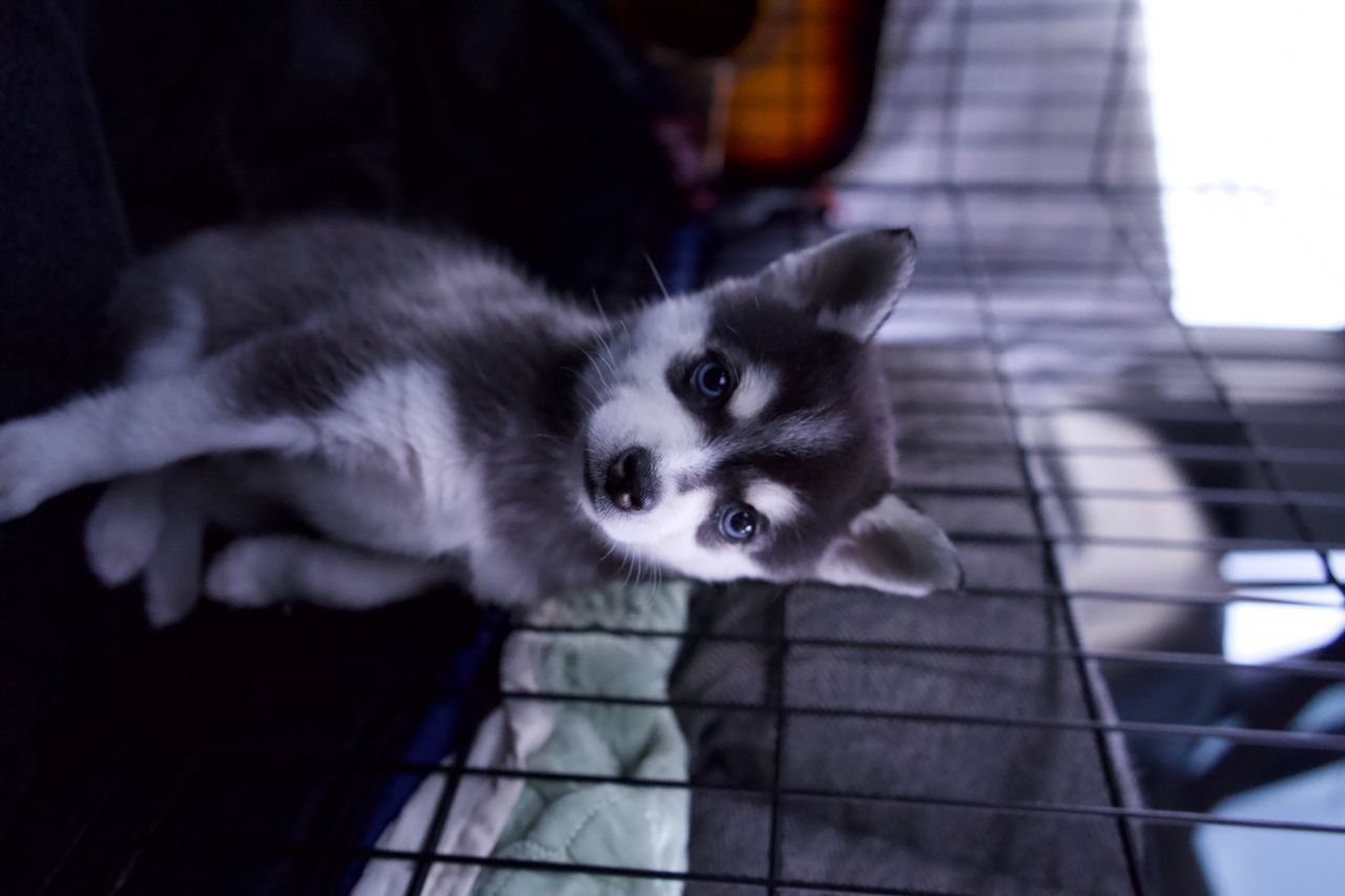 Pet travel photo 1