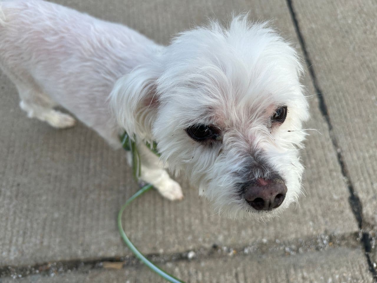 Pet travel photo 4