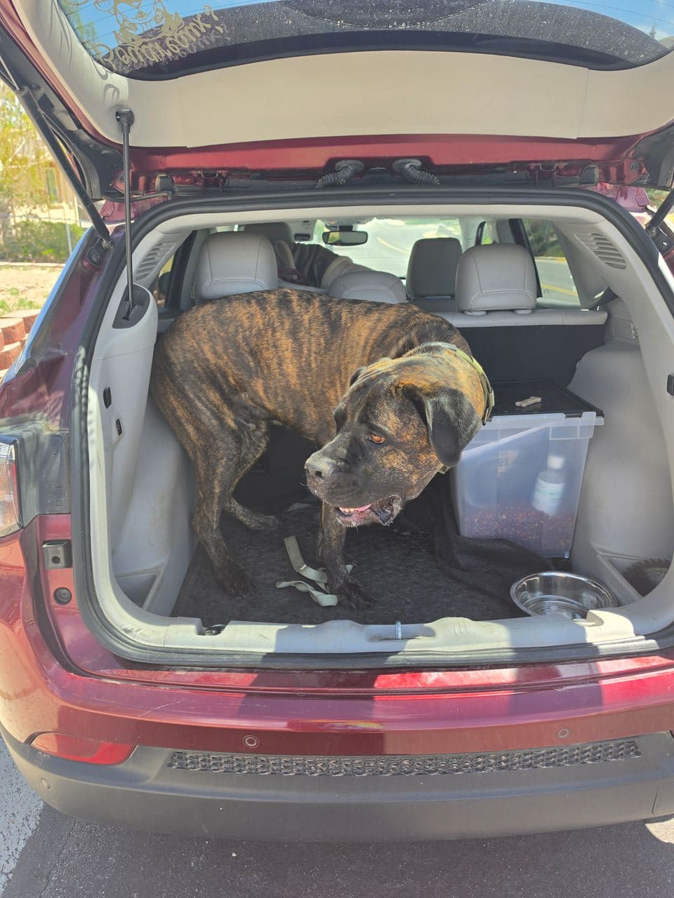 Pet travel photo 4