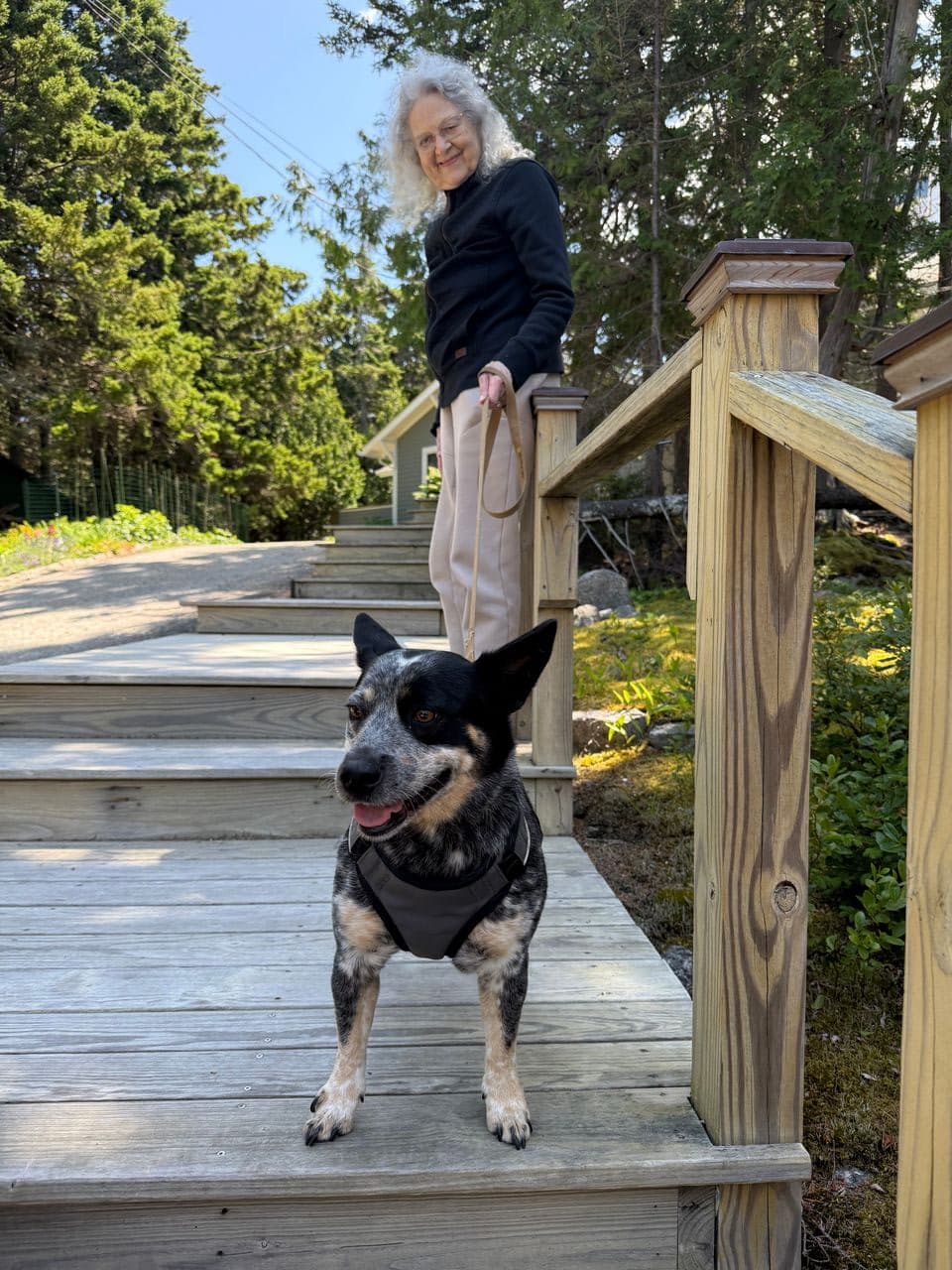 Pet travel photo 2