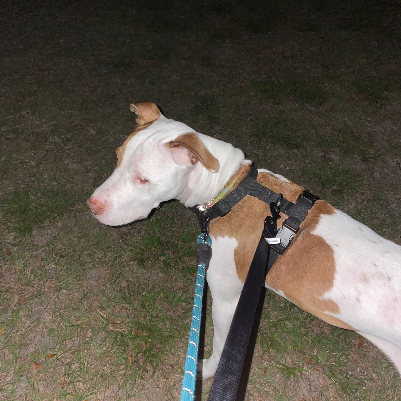 Pet travel photo 1