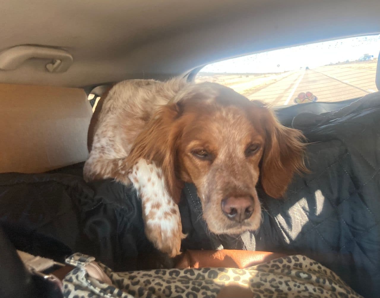 Pet travel photo 3