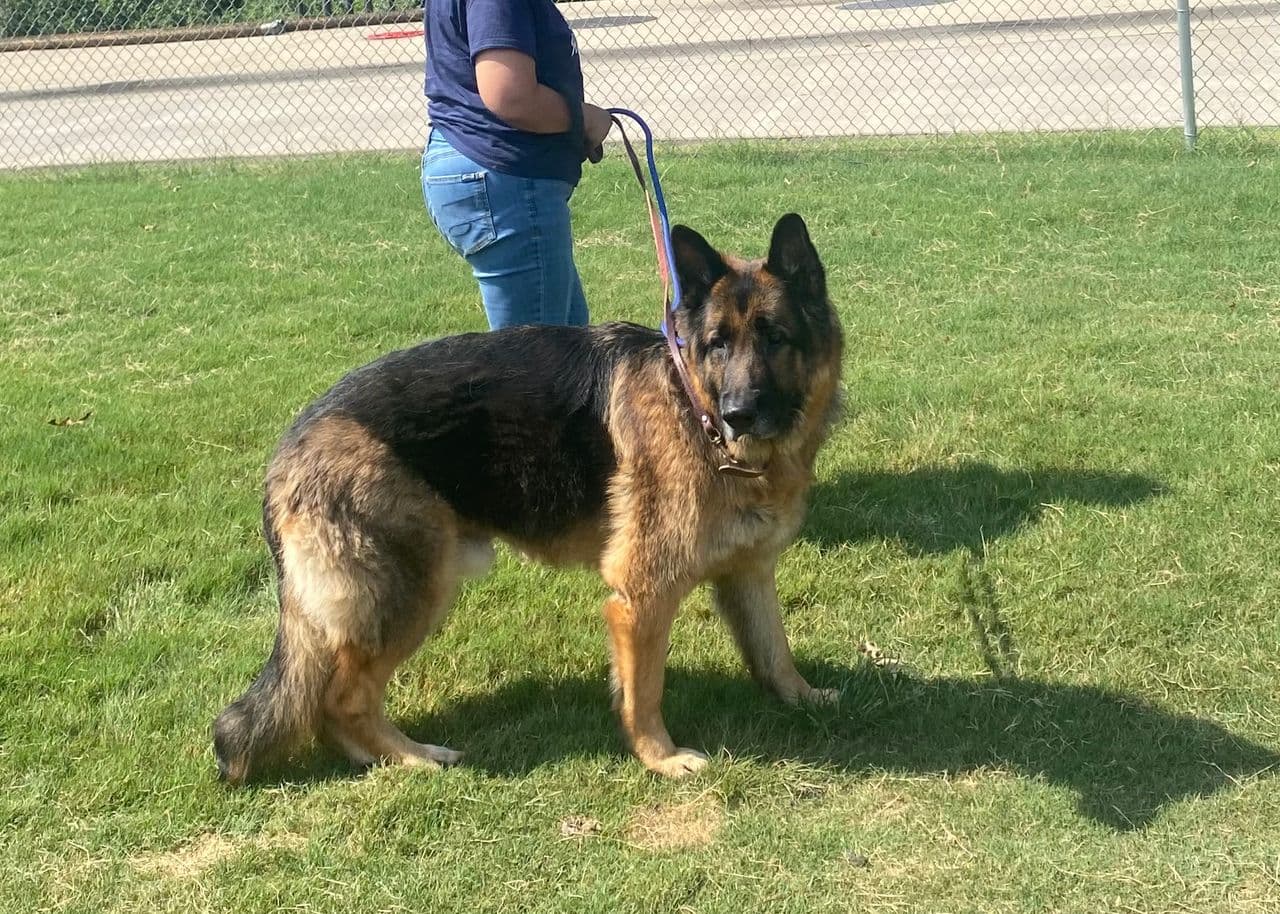 Pet travel photo 2