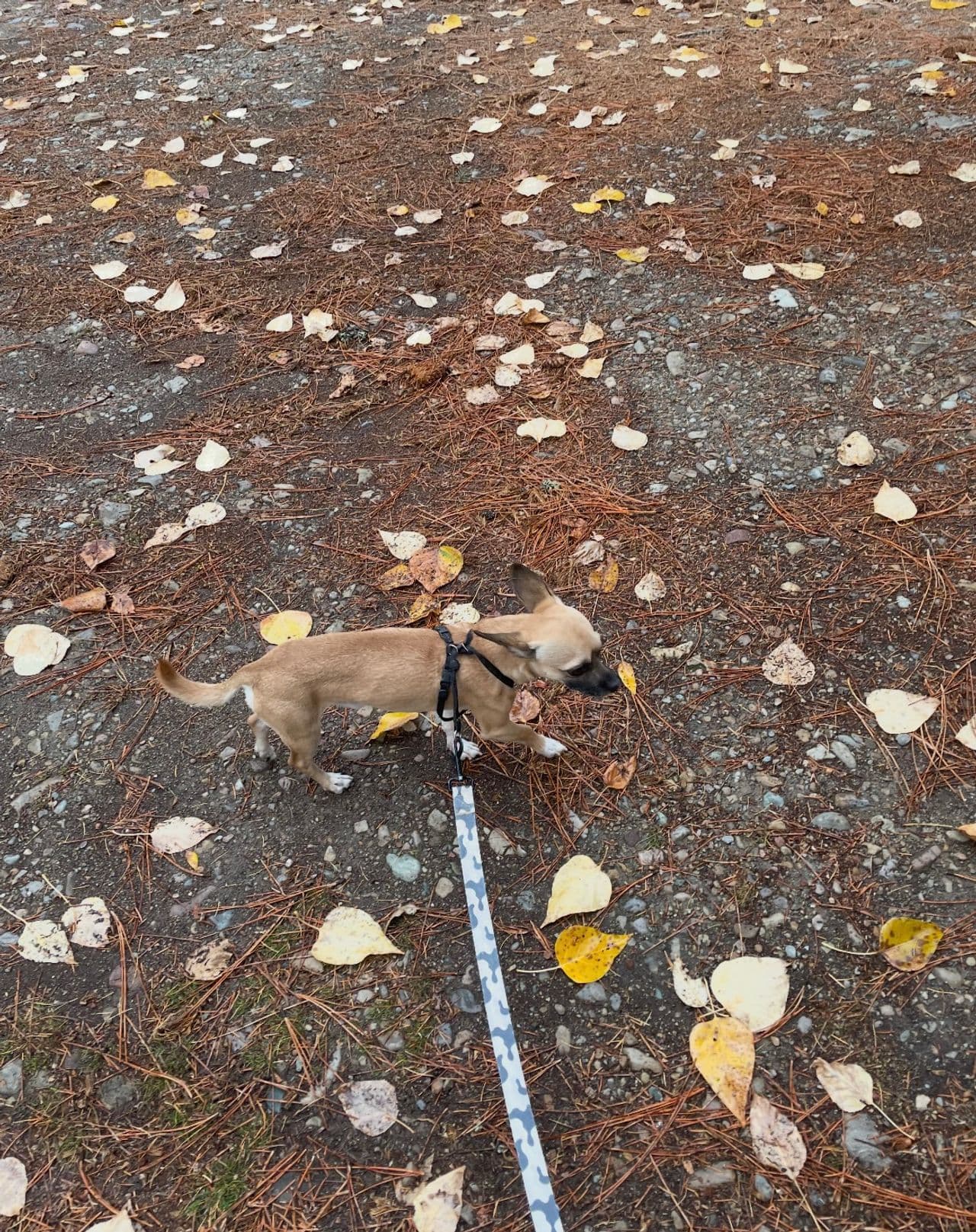 Pet travel photo 2