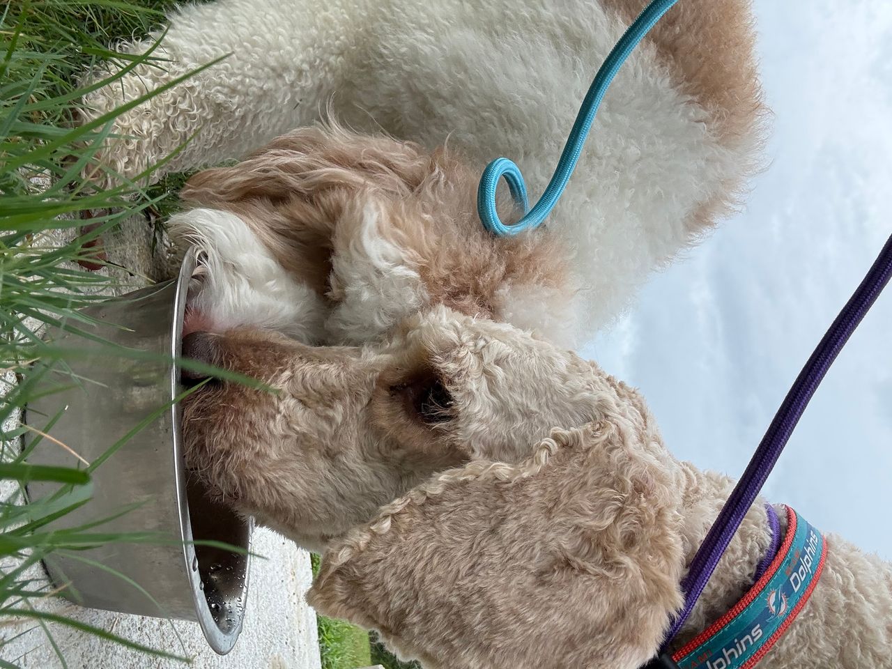 Pet travel photo 3