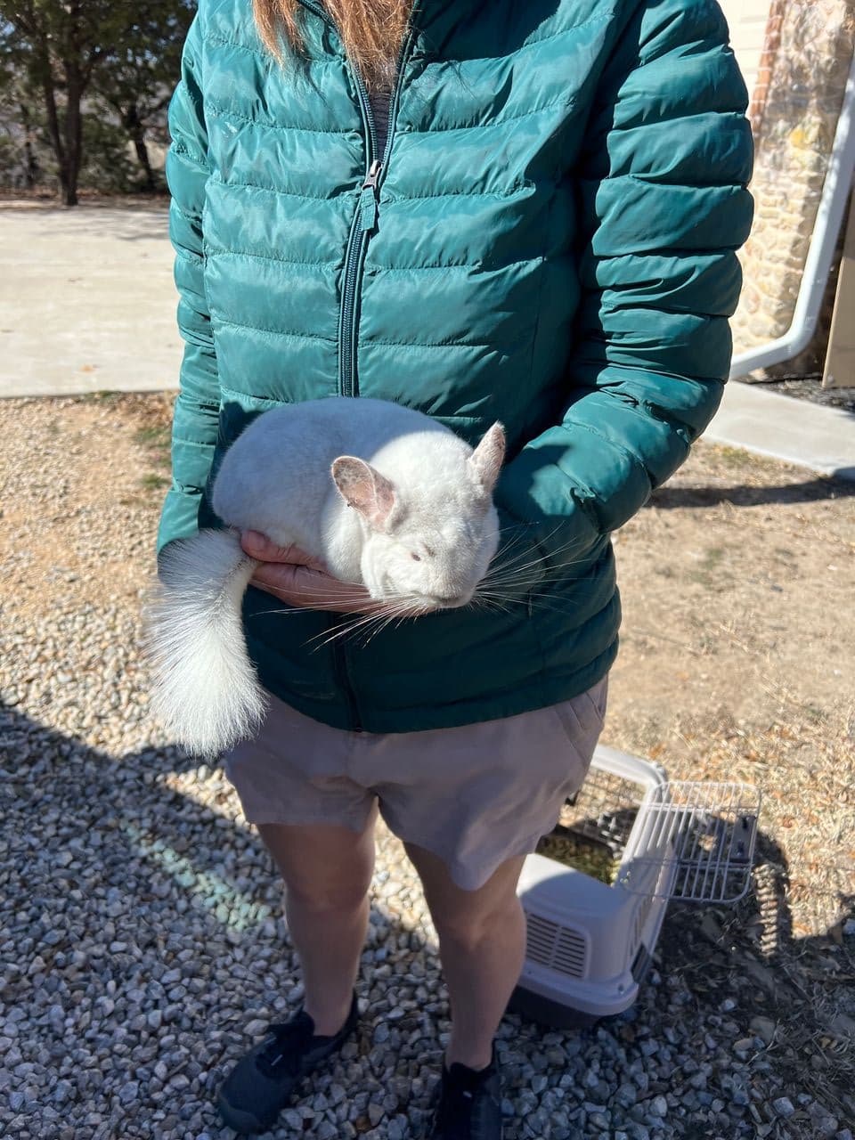 Pet travel photo 5
