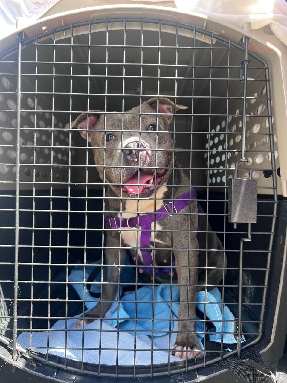 Pet travel photo 2