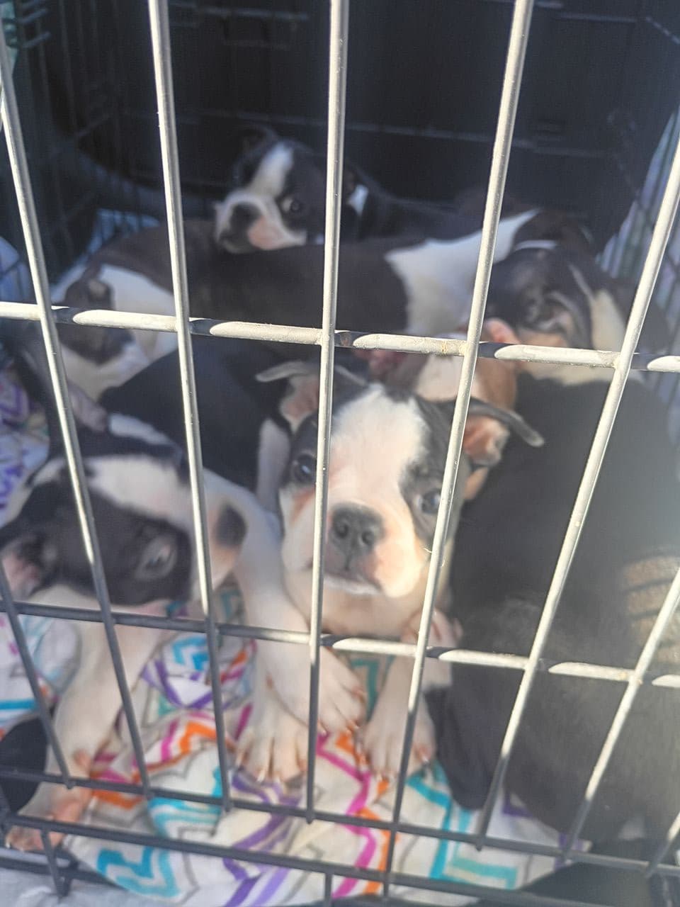Pet travel photo 1