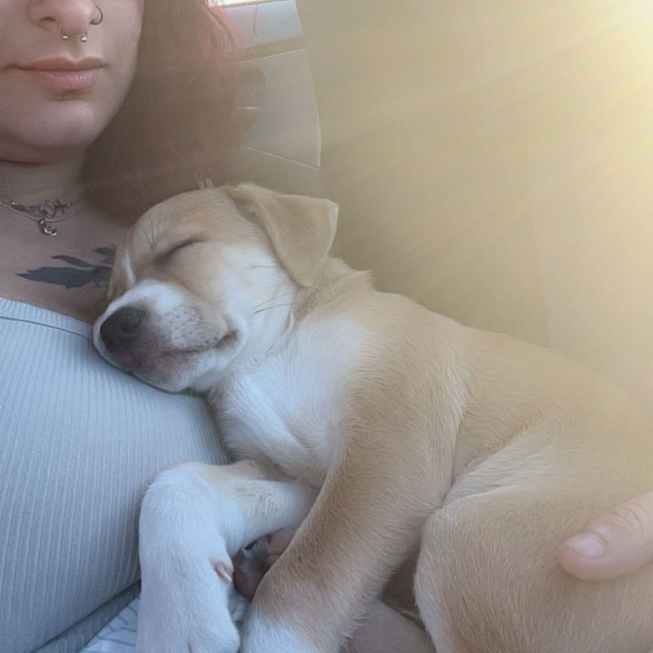 Pet travel photo 3